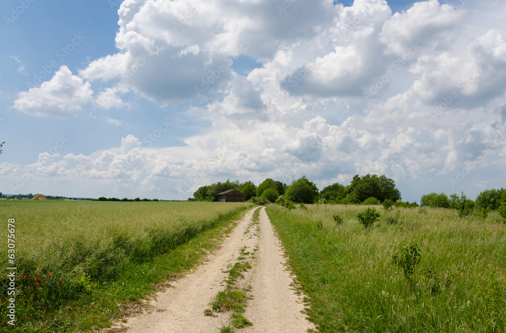 Fototapeta premium Feldweg durch Kornfelder Wanderweg