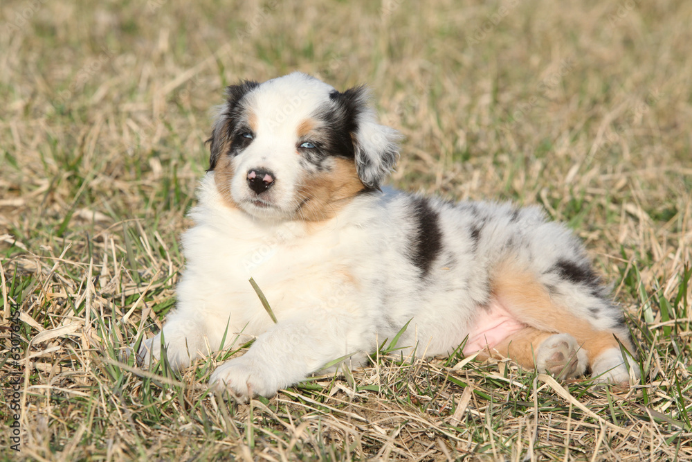 Nice puppy of Australian Shepherd Dog in early spring grass Nice puppy of Australian Shepherd Dog in early spring grass