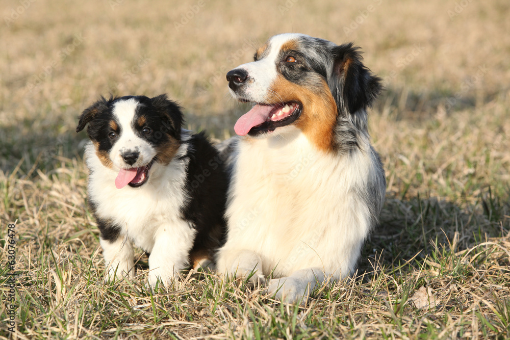 Beautiful Australian Shepherd Dog with its puppy Beautiful Australian Shepherd Dog with its puppy