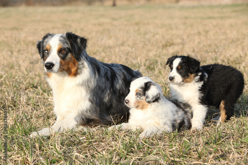 Beautiful Australian Shepherd Dog with its puppies Beautiful Australian Shepherd Dog with its puppies