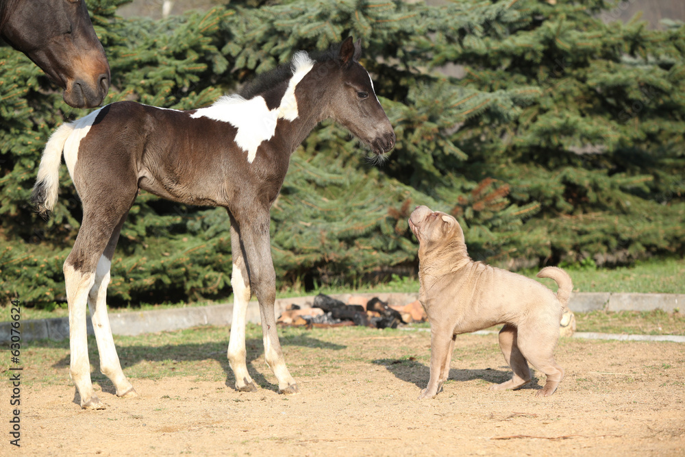 Fototapeta premium Nice young dog playing with foal