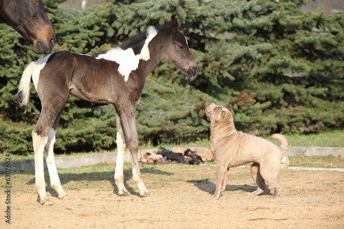 Nice young dog playing with foal
