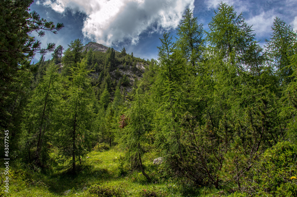 Alpine forest