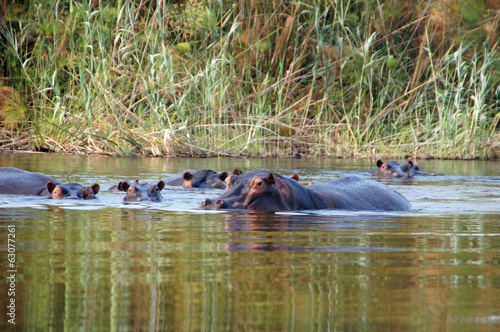 Flußpferd, Zentralafrika