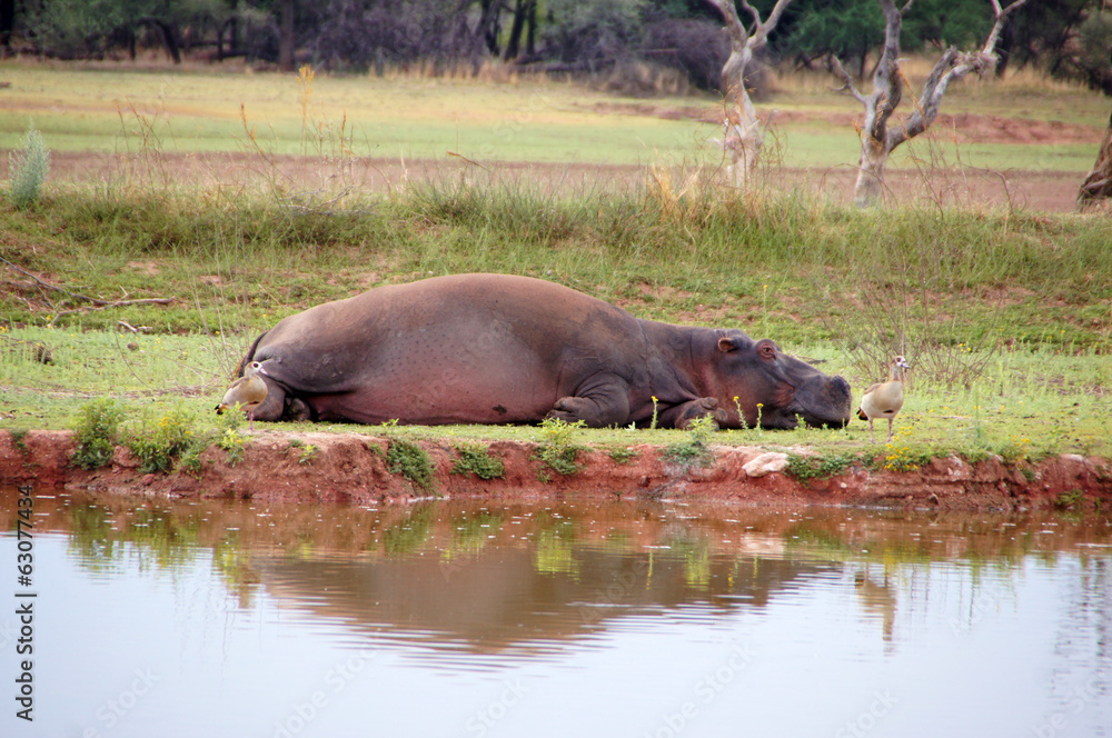 Flußpferd, Zentralafrika Flußpferd, Zentralafrika