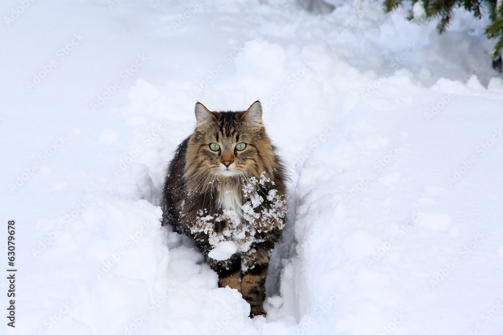 Langhaarkatze im Schnee Langhaarkatze im Schnee