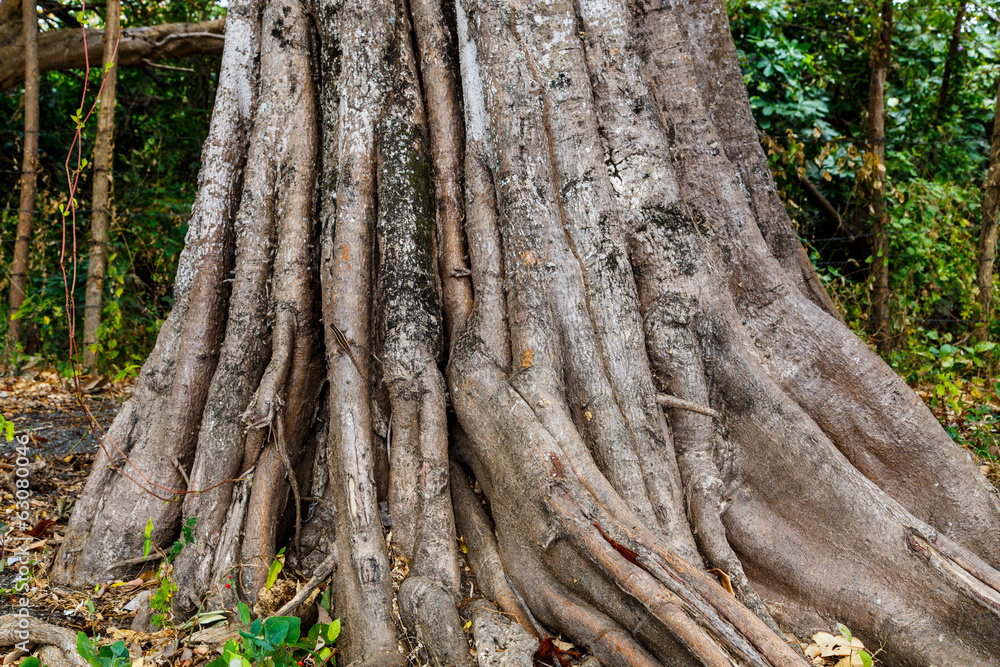 photography of an old tree in the jungle photography of an old tree in the jungle
