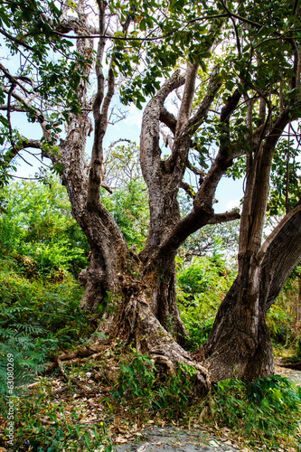 photography of an old tree in the jungle