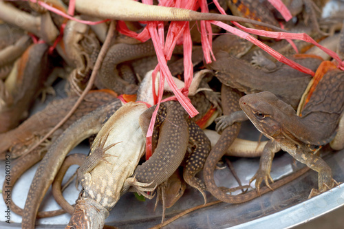 A lot brown lizard thailand photo