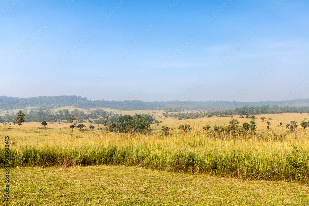 Scenery of grass land in Thailand