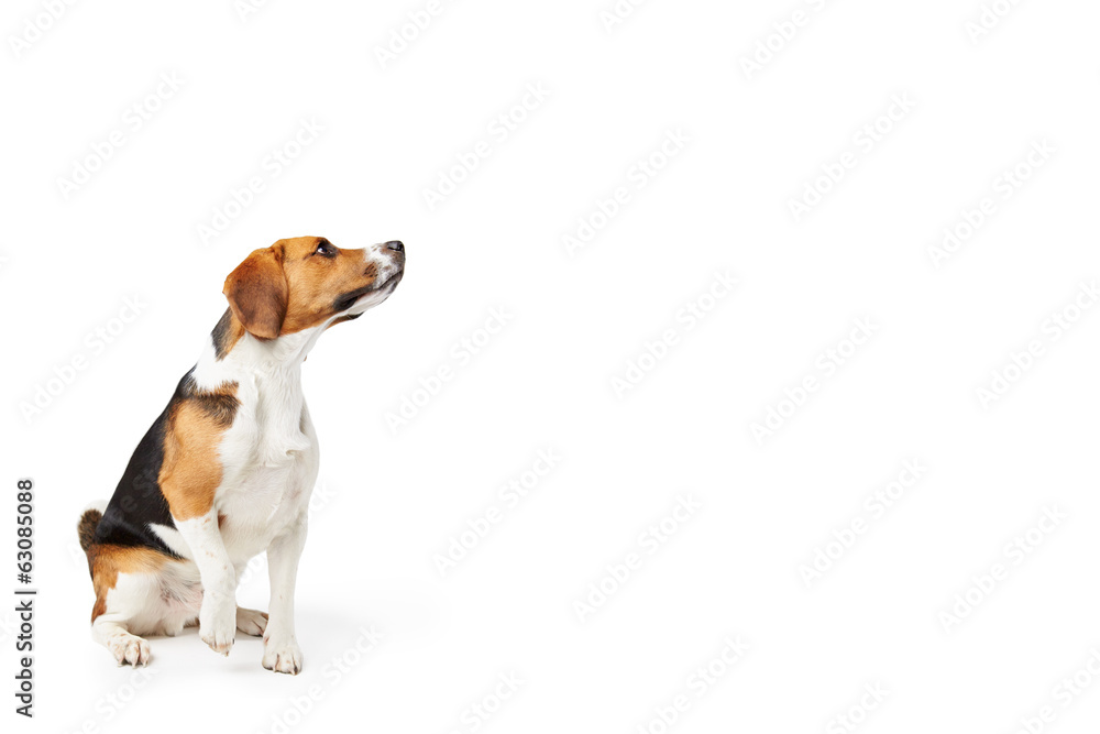 Studio Portrait Of Beagle Dog Against White Background