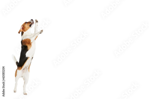 Studio Shot Of Beagle Dog Jumping Against White Background