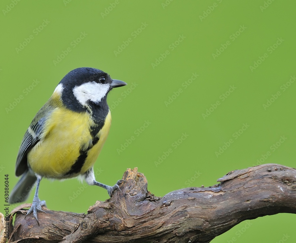 Obraz premium Great tit.