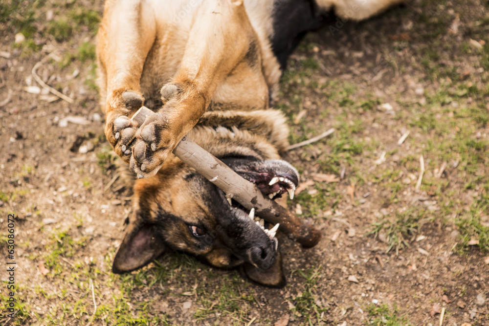 young german shepherd dog young german shepherd dog