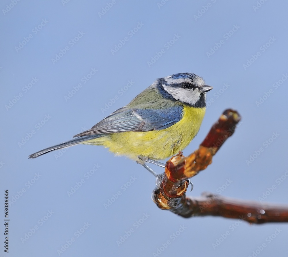 Obraz premium Blue tit.