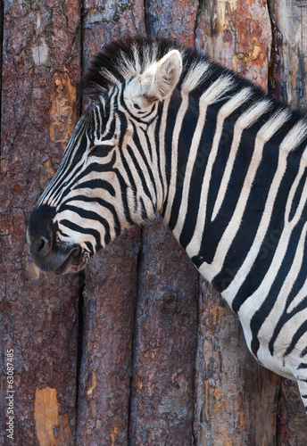 Portrait of a zebra close