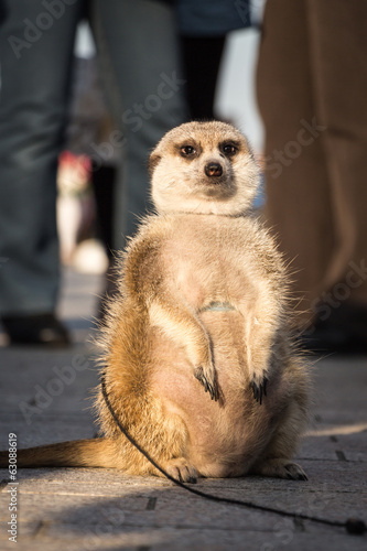 Meerkat