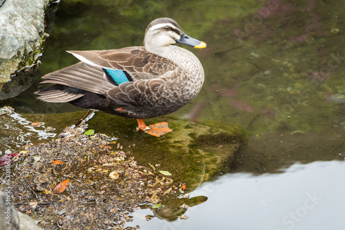 Duck