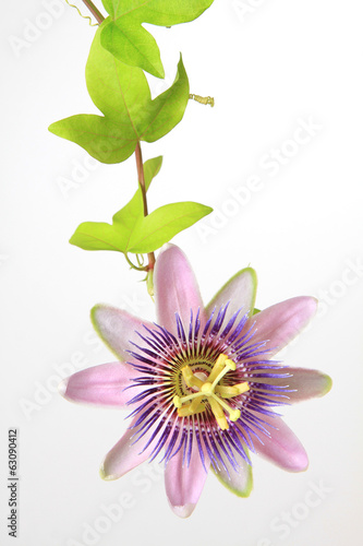 Passiflora - Passionsblume