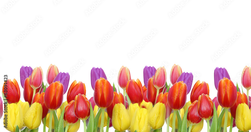 Tulpen auf weißem Hintergrund - obrazy, fototapety, plakaty 