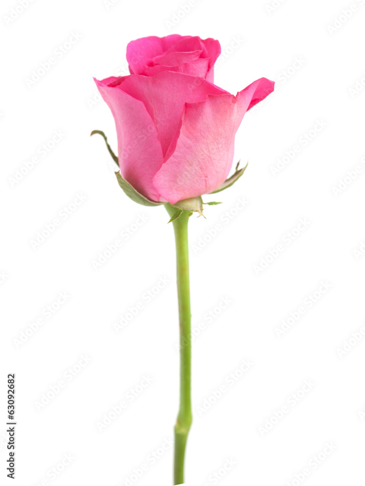 Fototapeta premium pink rose