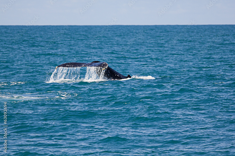 Fototapeta premium Humpback whale tale