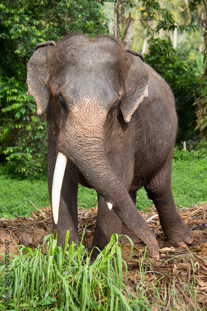 Obraz premium Asian elephant