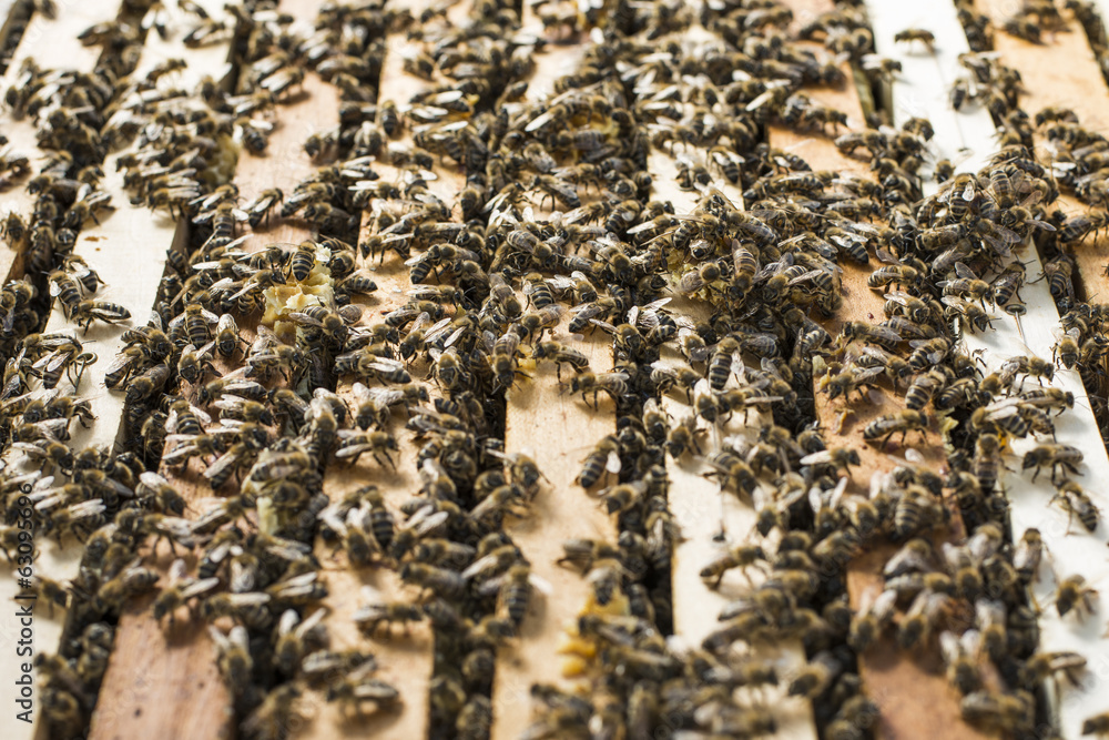 Honey Bees Working Honey Bees Working