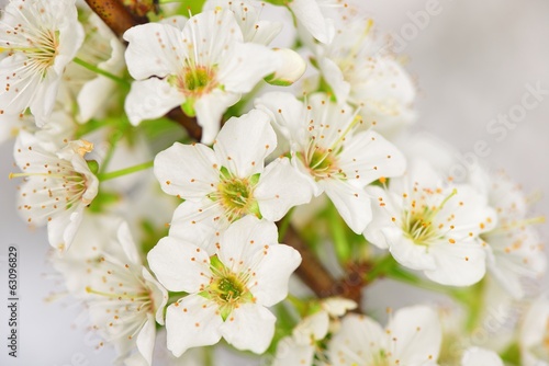 Plum Tree Flower