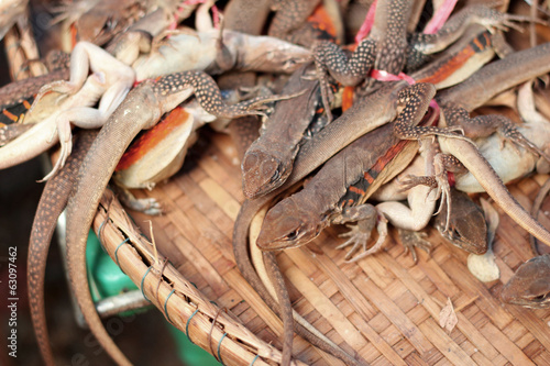 A lot brown lizard thailand