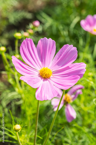 Pink Cosmos flowers