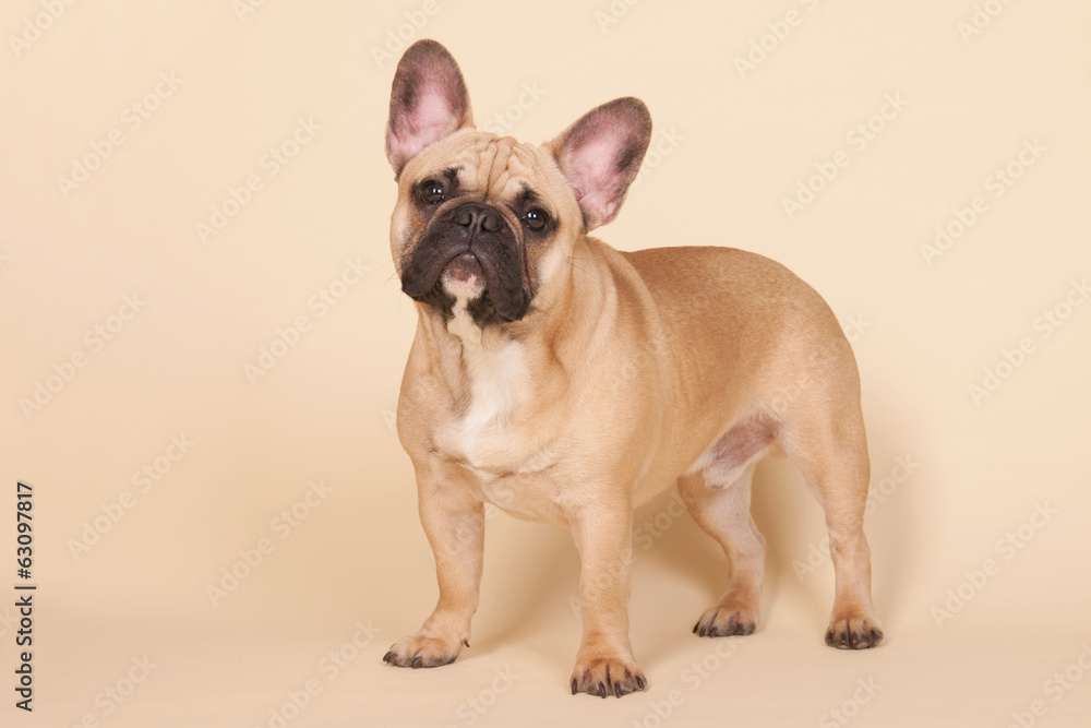 French bulldog French bulldog