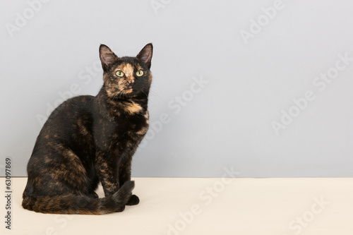 Принти на полотні Tortoiseshell cat