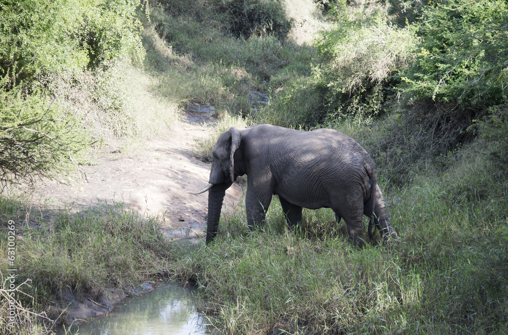 Fototapeta premium big elephant crossing the river
