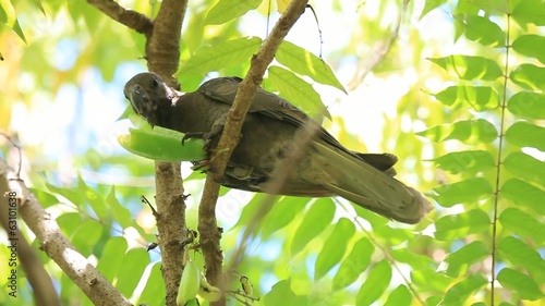 Rare, endemic black parrot of the Seychelles photo