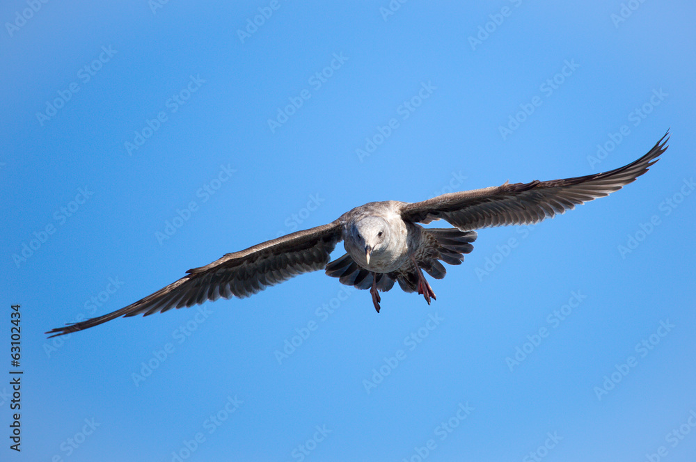 Obraz premium Seagull