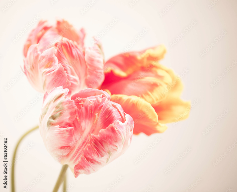 Obraz premium Tulipany