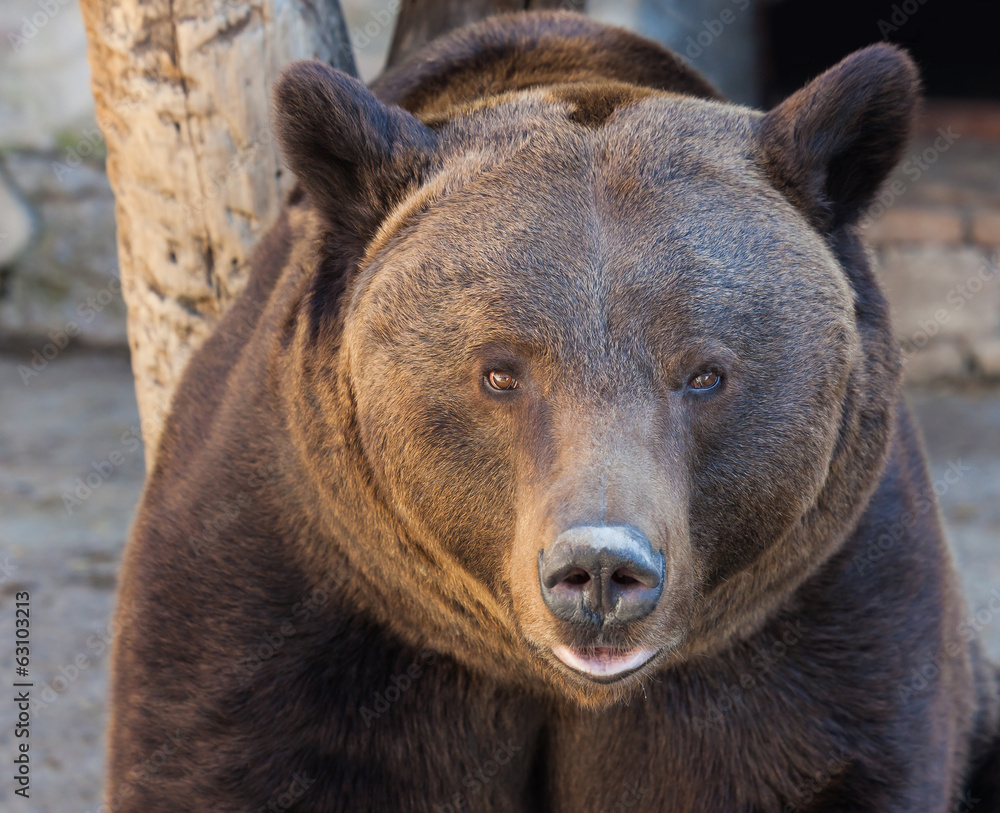 Obraz premium portrait of a cute brown bear