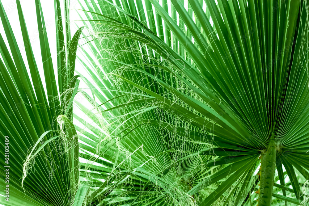 Fototapeta premium Palm Leaves Background
