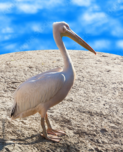 portrait of pelican close