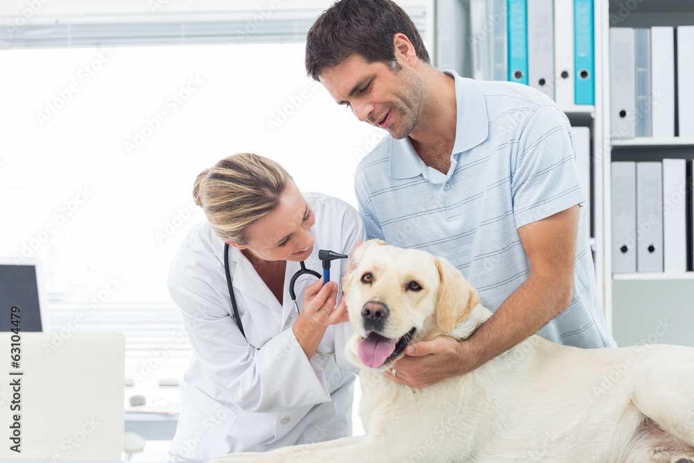 Obraz premium Veterinarian examining ear of dog with man