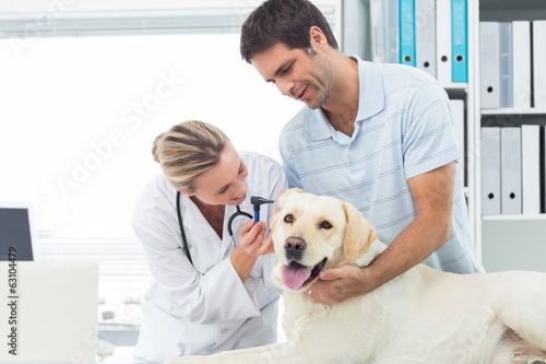 Veterinarian examining ear of dog with man