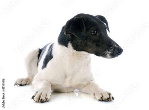 Obraz na plátně smooth fox terrier