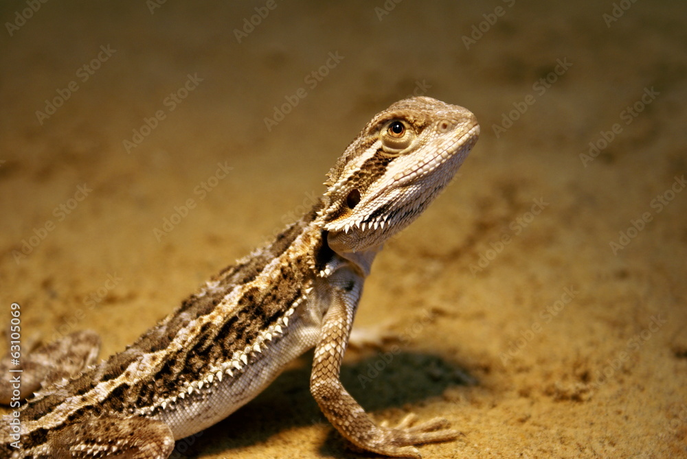 Fototapeta premium Junge Bartagame