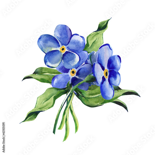 Forget-me-not Flowers