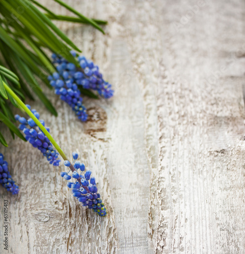 Grape hyacinth