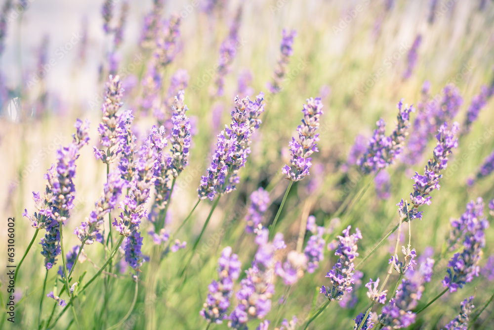 Obraz premium Lawendowy Krzew