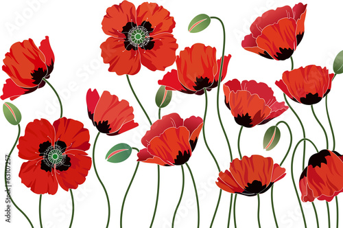 Fototapeta Naklejka Na Ścianę i Meble -  Red poppies isolated on white background
