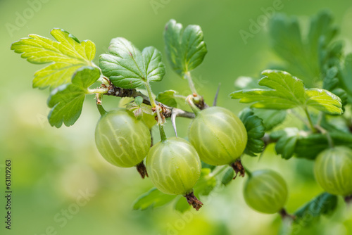 Green gooseberries photo