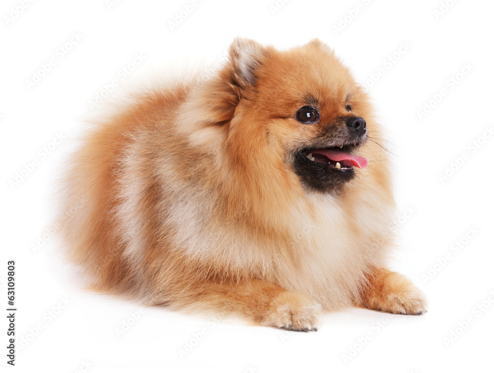 Redhead young Spitz lies Redhead young Spitz lies
